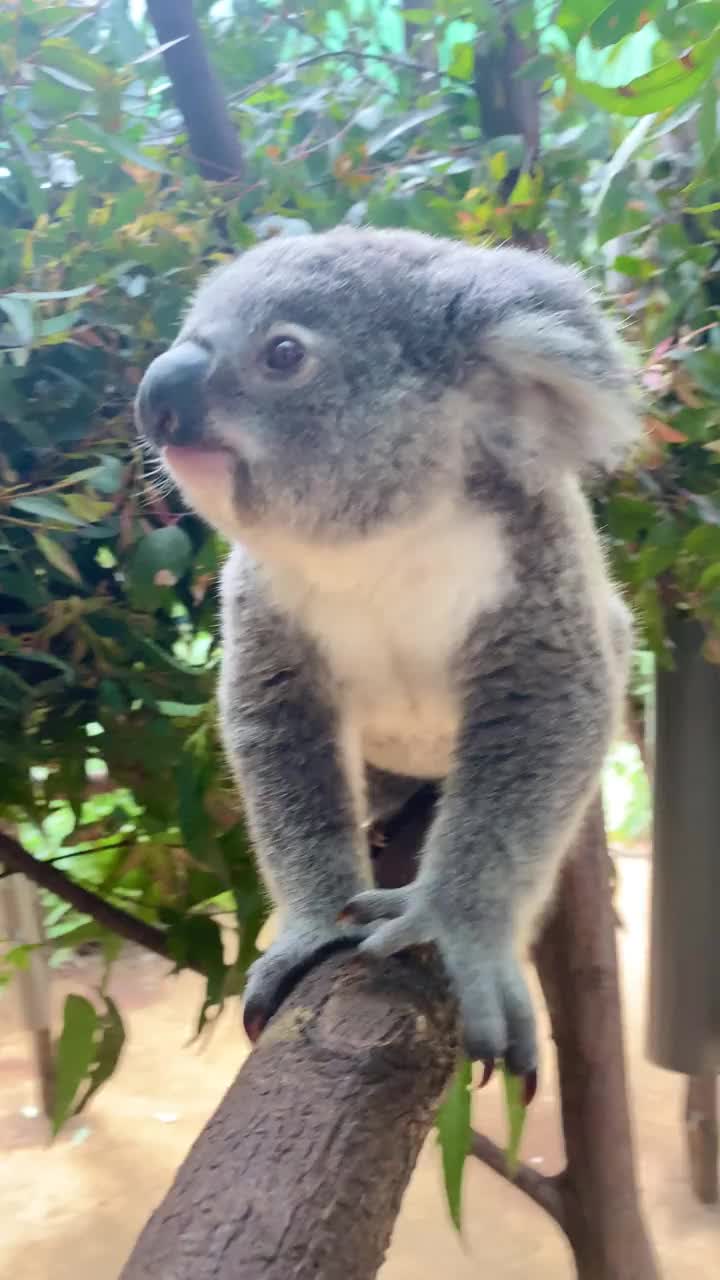 可爱的小考拉一边向镜头走来，一边试图在树枝上保持平衡。最后他眨了眨眼。澳大利亚昆士兰黄金海岸视频素材