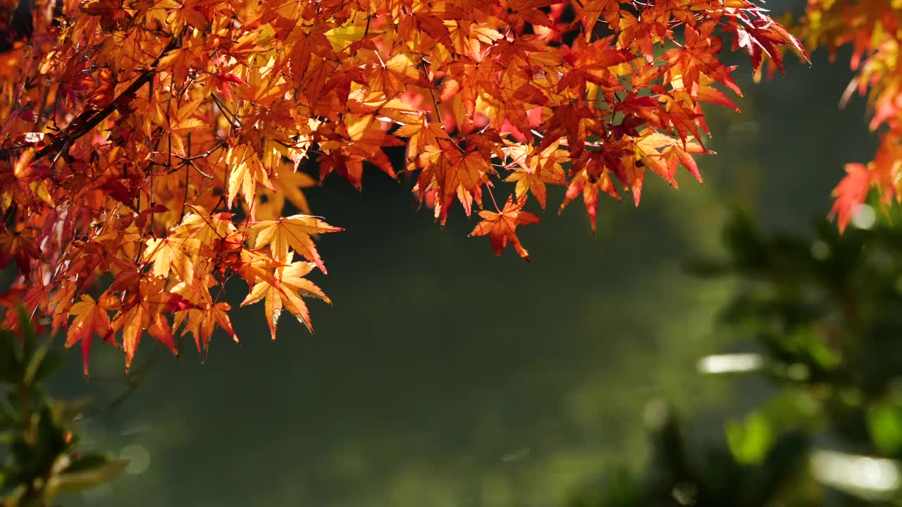 红色的树叶。从正下方拍摄。视频下载