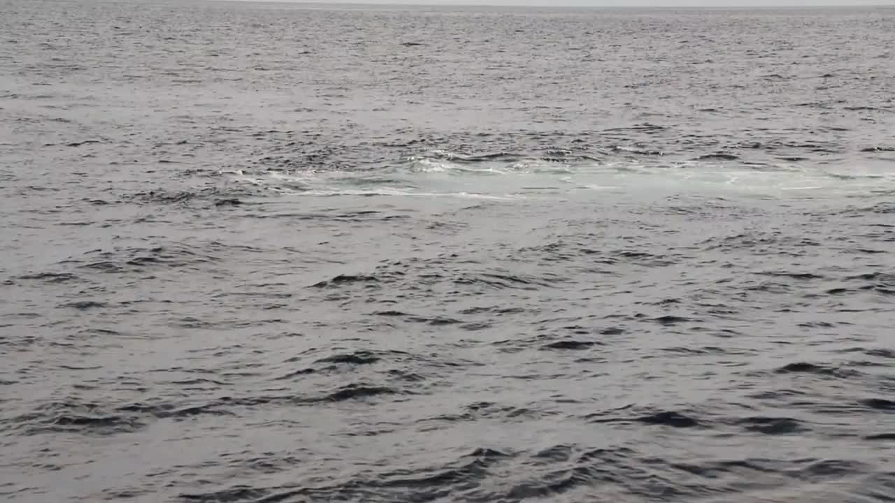 座头鲸喂养视频素材