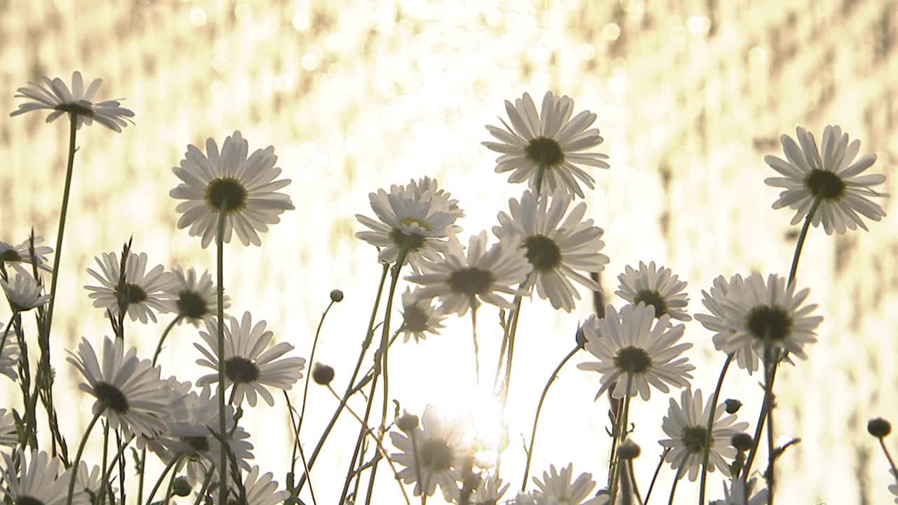 日本石川的白菊花和稻田视频下载