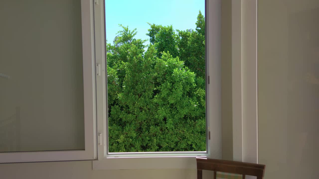 在背景上打开窗口树视频素材