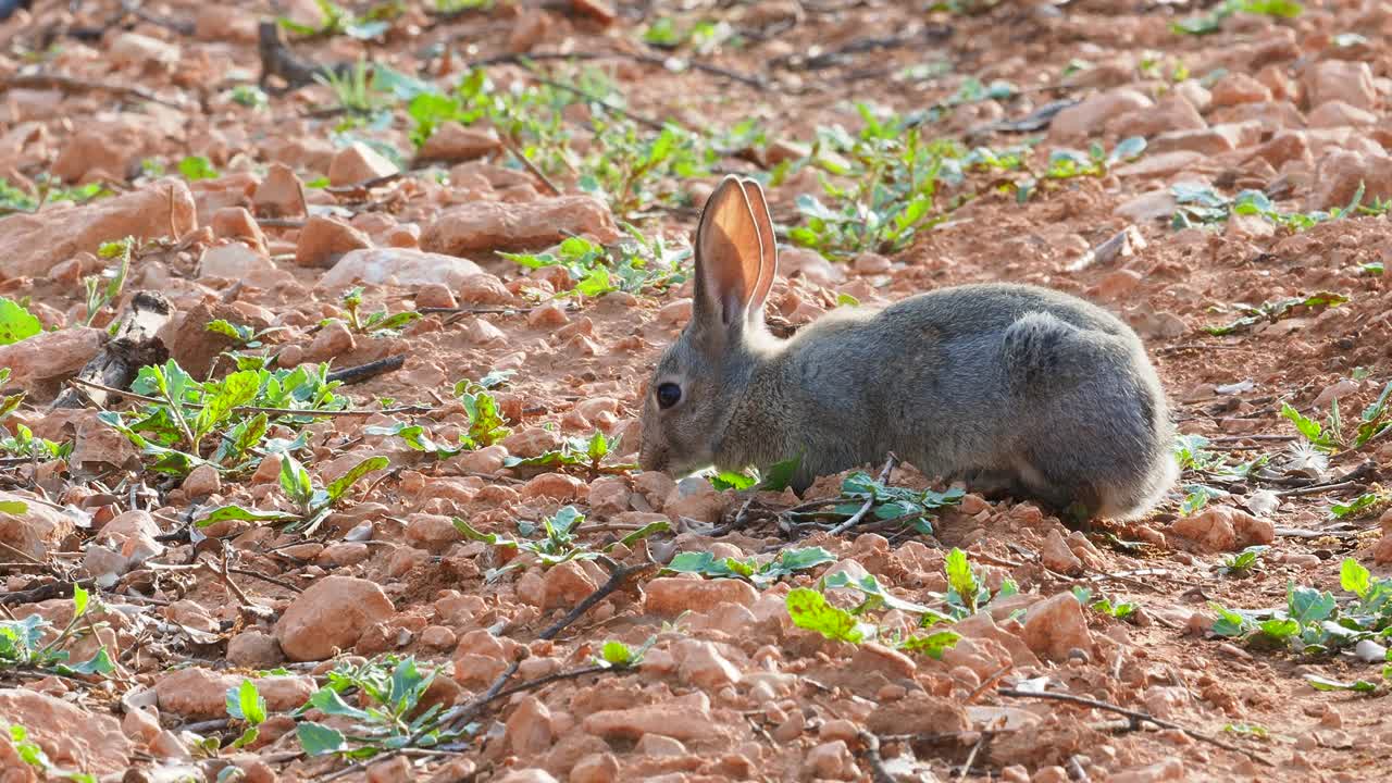 小兔子在田野里寻找食物。视频素材
