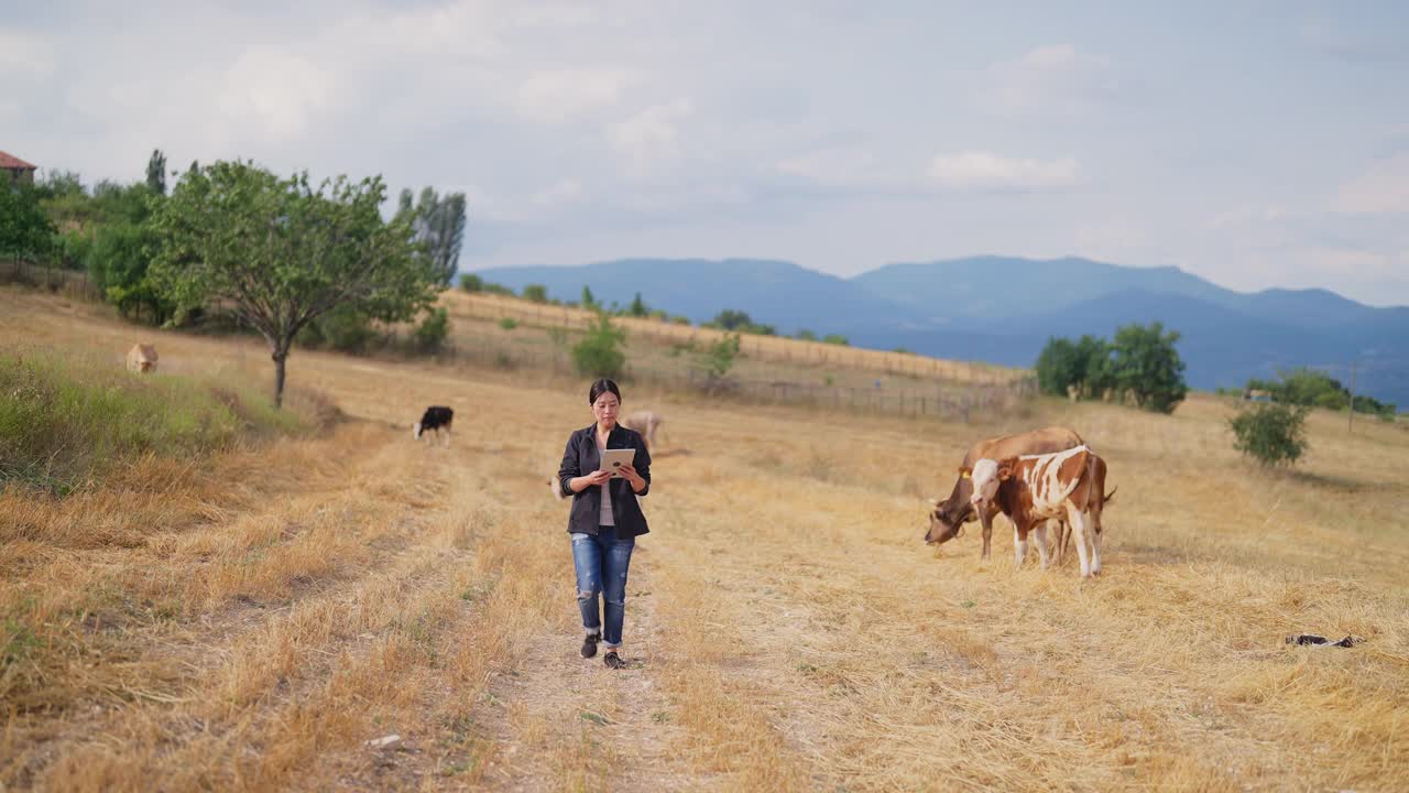 一位女农民正在用电子平板电脑检查牛群视频素材