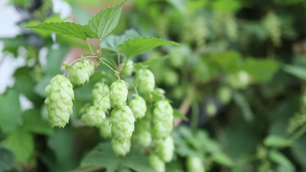绿色啤酒花植物球果在一种科的葎草上视频素材