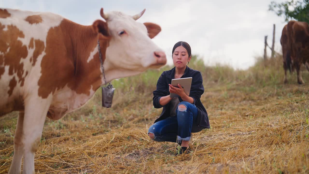 一位女农民正在用电子平板电脑检查牛群视频下载