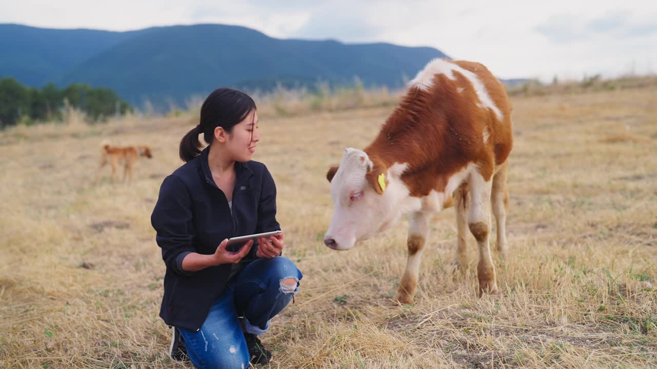一位女农民正在用电子平板电脑检查牛群视频下载