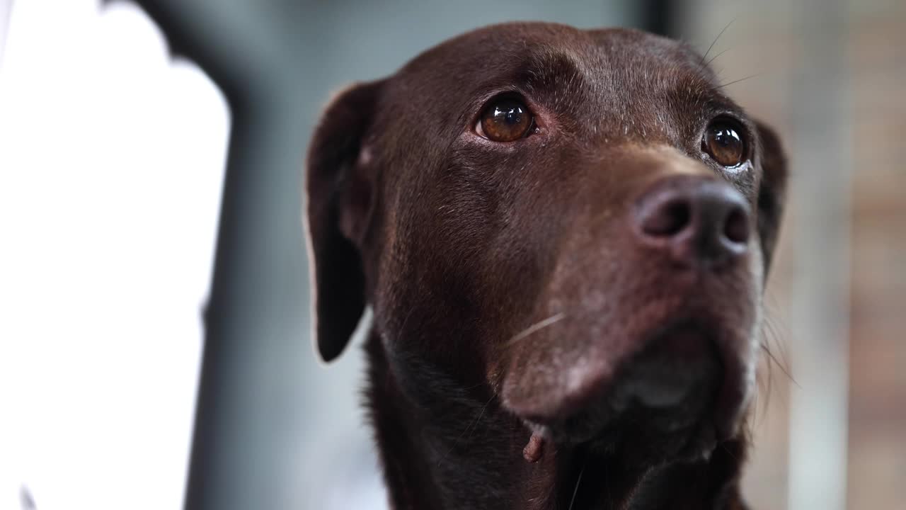 4K高级狗巧克力色拉布拉多寻回犬等待主人在家玩耍的时间。城市场景。好玩的宠物概念-老年狗-日在生活的概念。视频素材