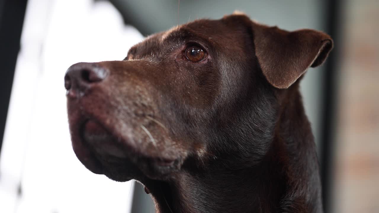 4K高级狗巧克力色拉布拉多寻回犬等待主人在家玩耍的时间。城市场景。好玩的宠物概念-老年狗-日在生活的概念。视频素材