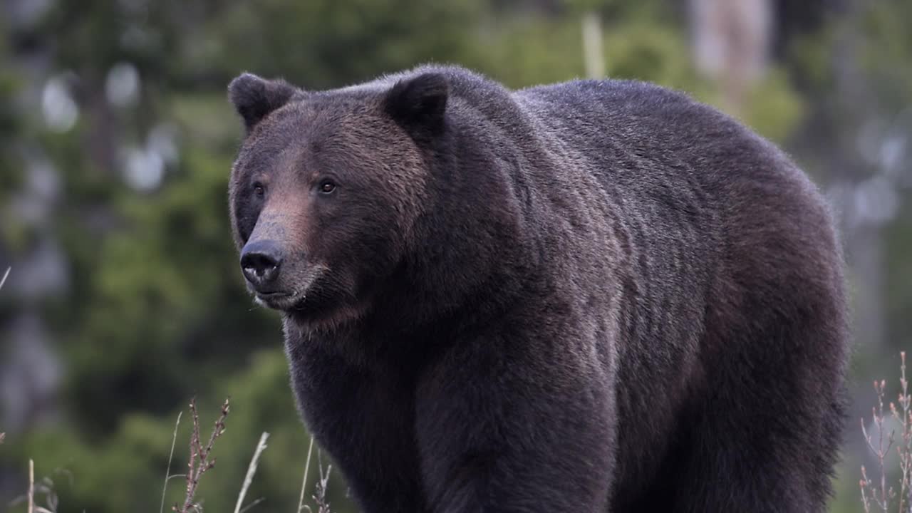 TS/MS 4K拍摄的一个大型雄性灰熊/野猪(Ursus arctos)追逐一只雌性灰熊视频下载