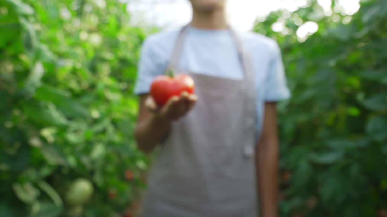 女农民拿着一个有机西红柿。视频下载