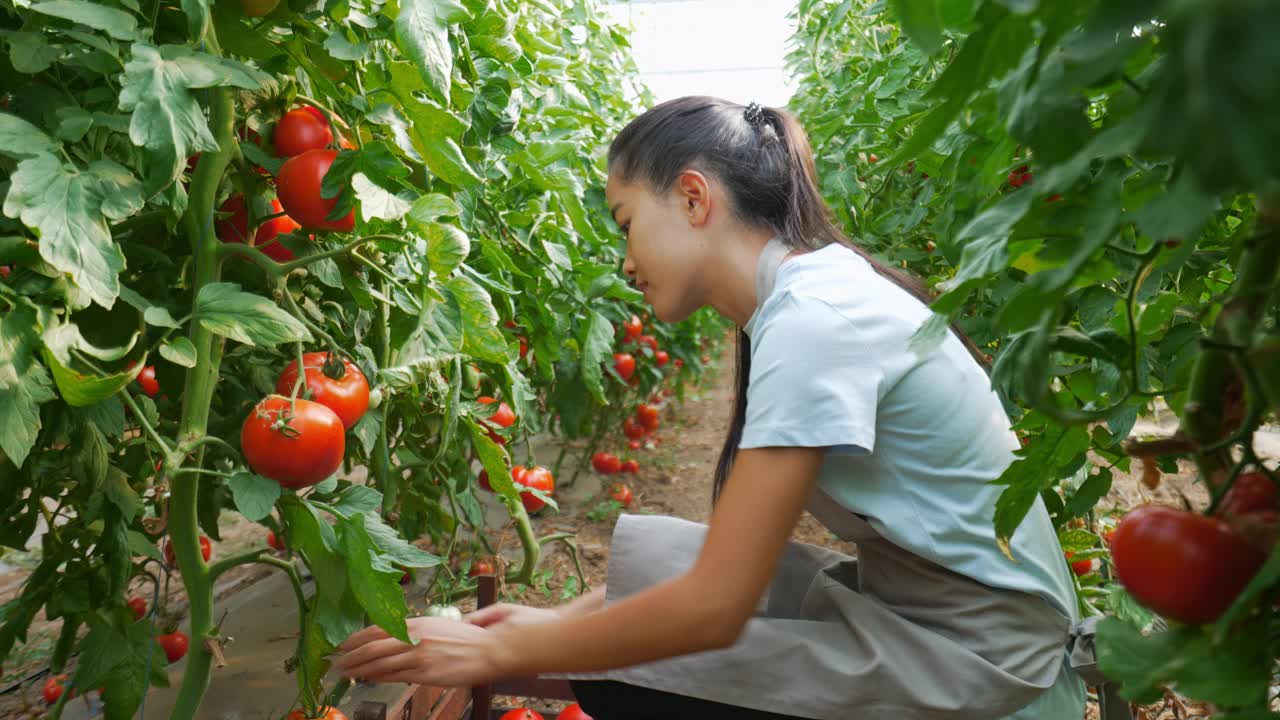 年轻女子在番茄温室工作。视频素材