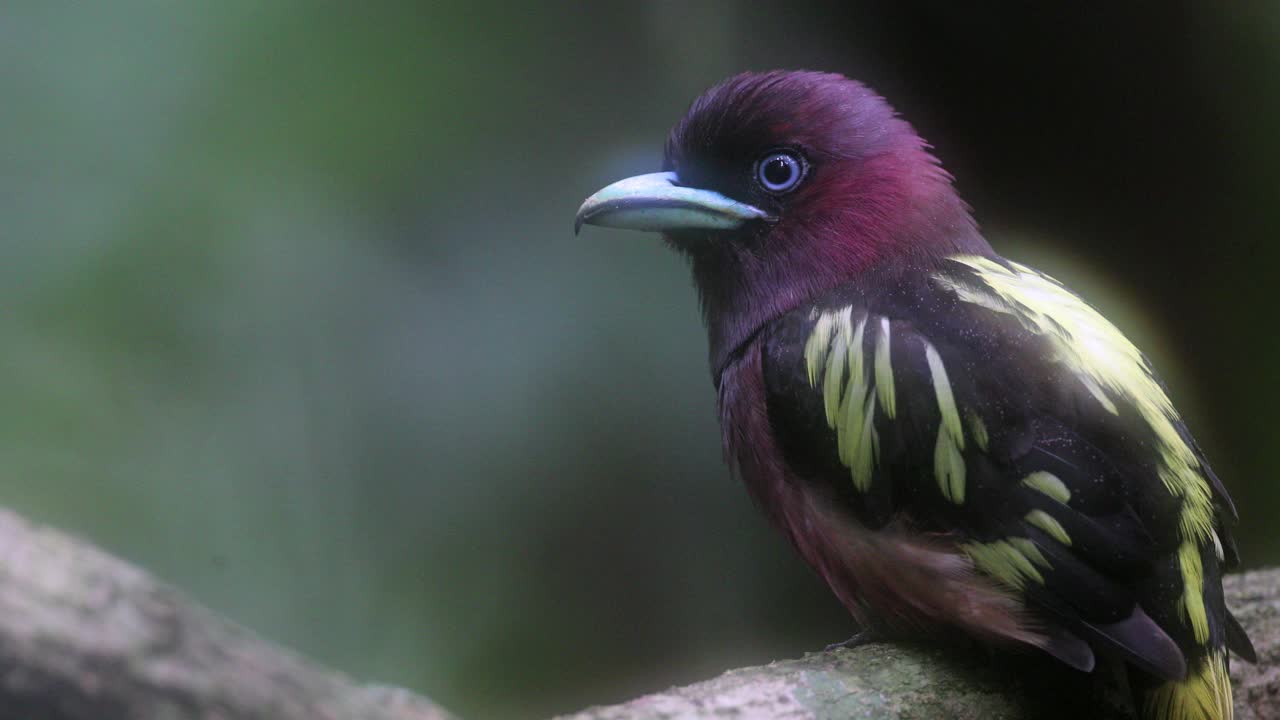 阔嘴鸟:成年阔嘴鸟(javanicus)视频下载
