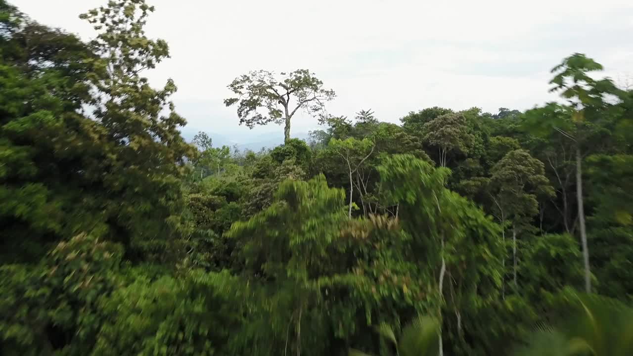 热带森林哥斯达黎加无人机鸟瞰图视频下载