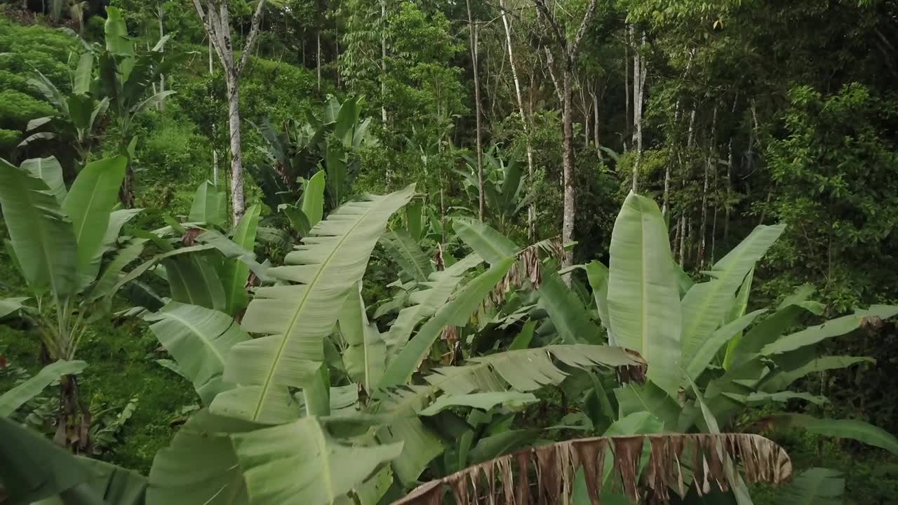 热带森林哥斯达黎加香蕉林无人机鸟瞰图视频下载