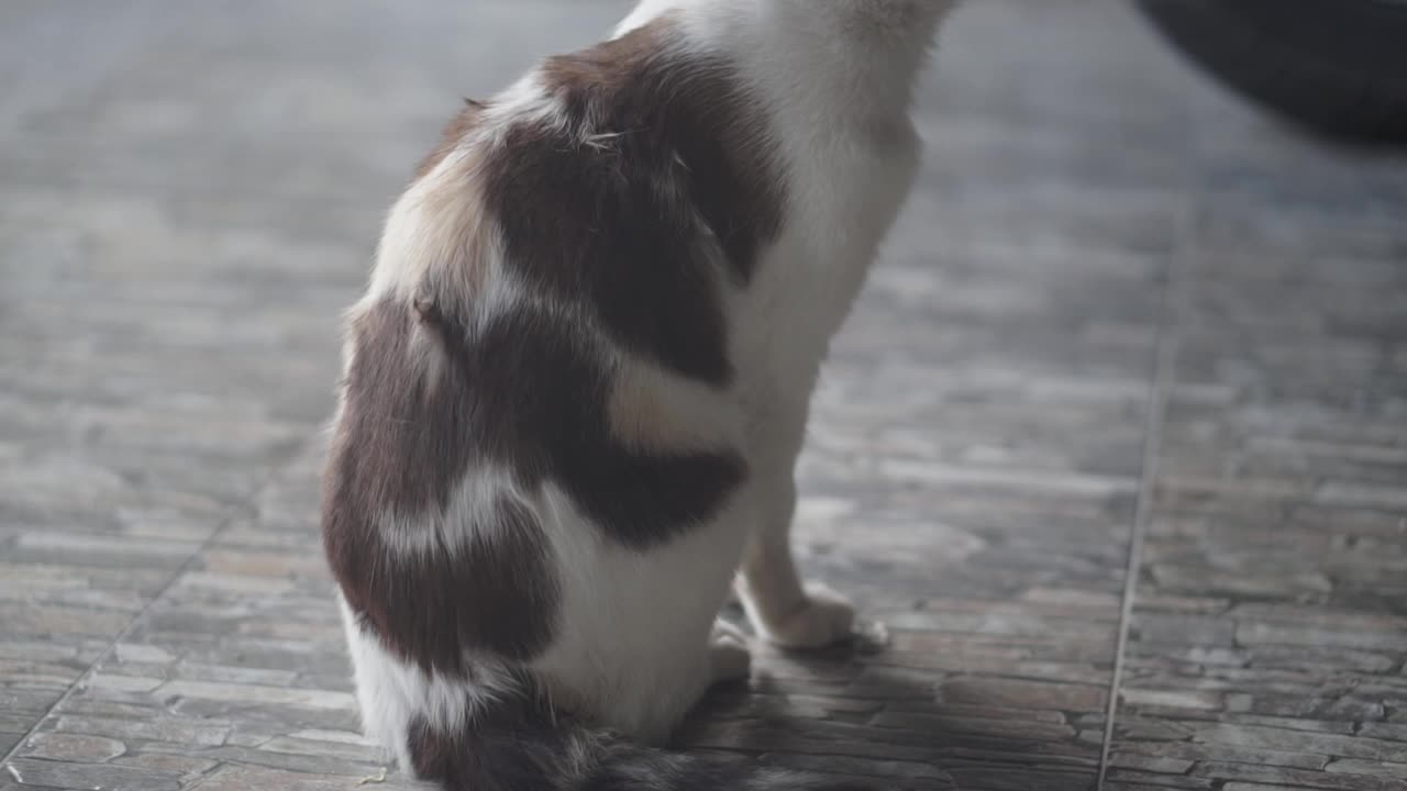 曼岛猫视频素材
