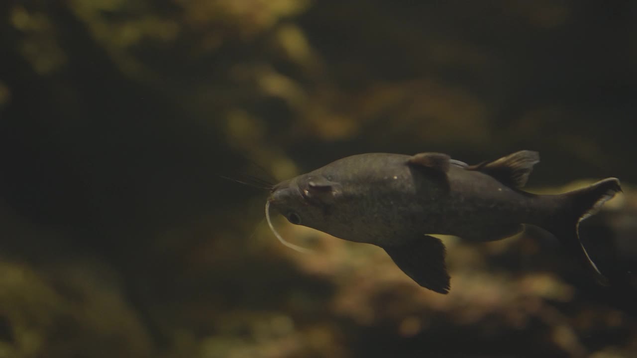 亚洲倒挂鲶鱼，巴格鲁斯，在一个黑暗的洞穴里游泳视频下载