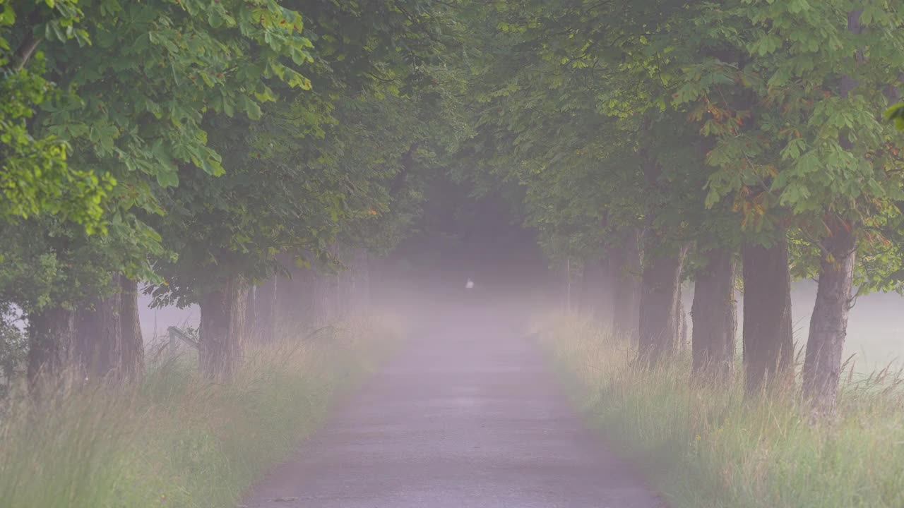 栗树林荫道，在夏日晨雾中视频下载
