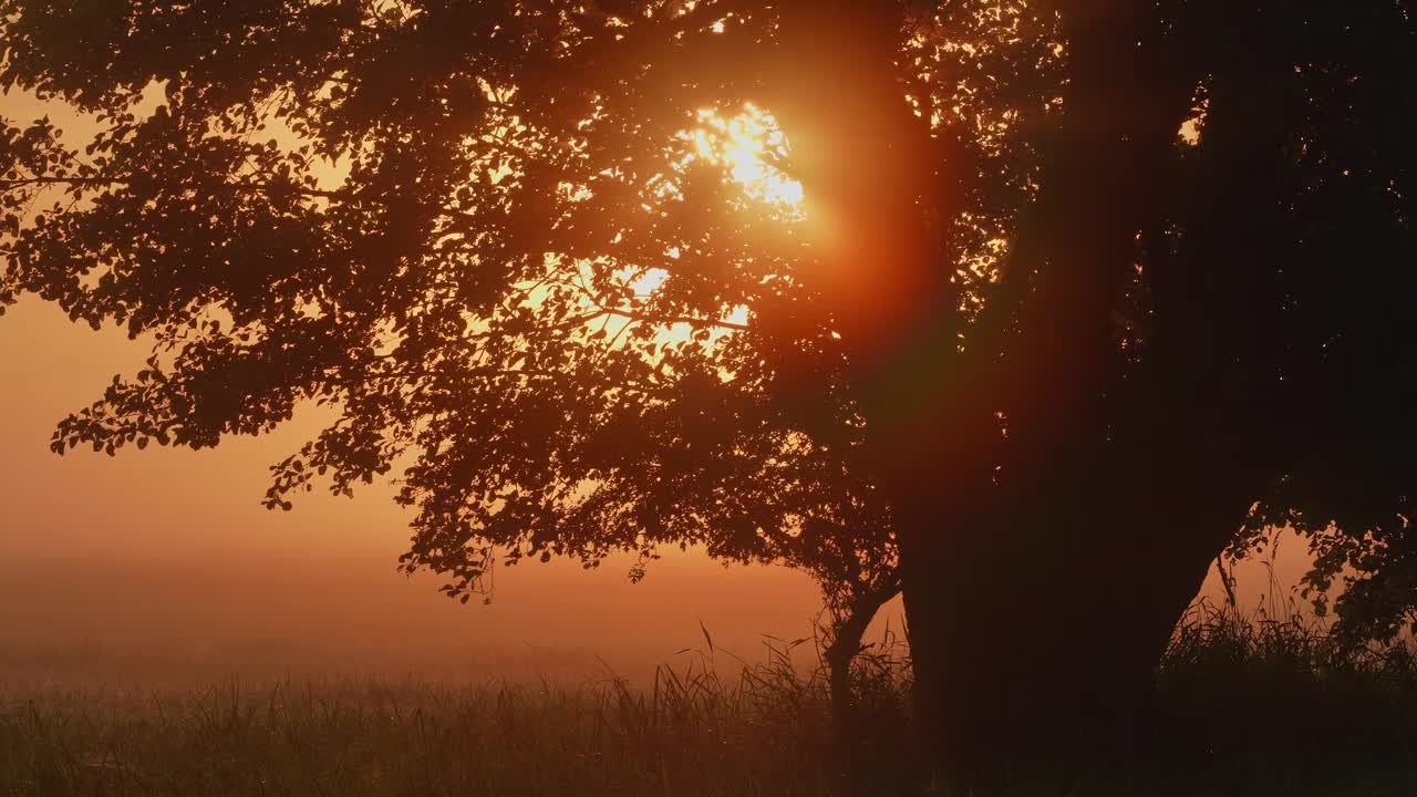 草地景观与树在日出与雾视频下载