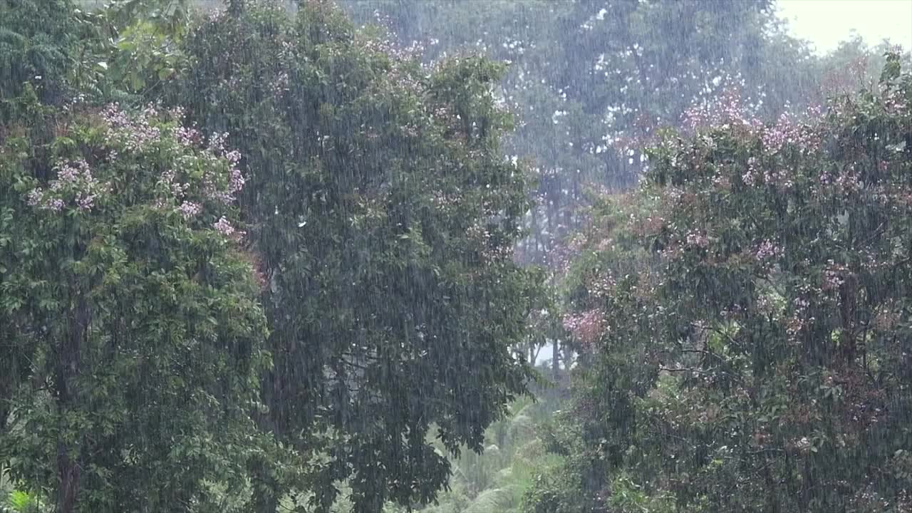 慢动作大雨与繁茂的树叶背景视频下载