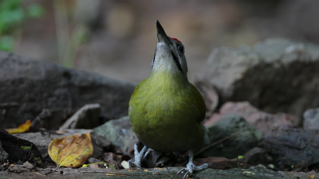 啄木鸟:成年雄性黑头啄木鸟、灰头啄木鸟或灰脸啄木鸟(Picus canus)视频素材