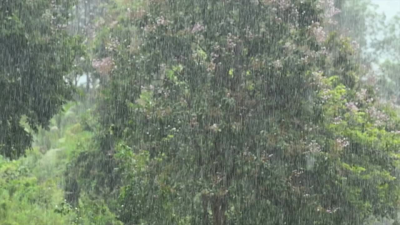 慢动作大雨与繁茂的树叶背景视频下载