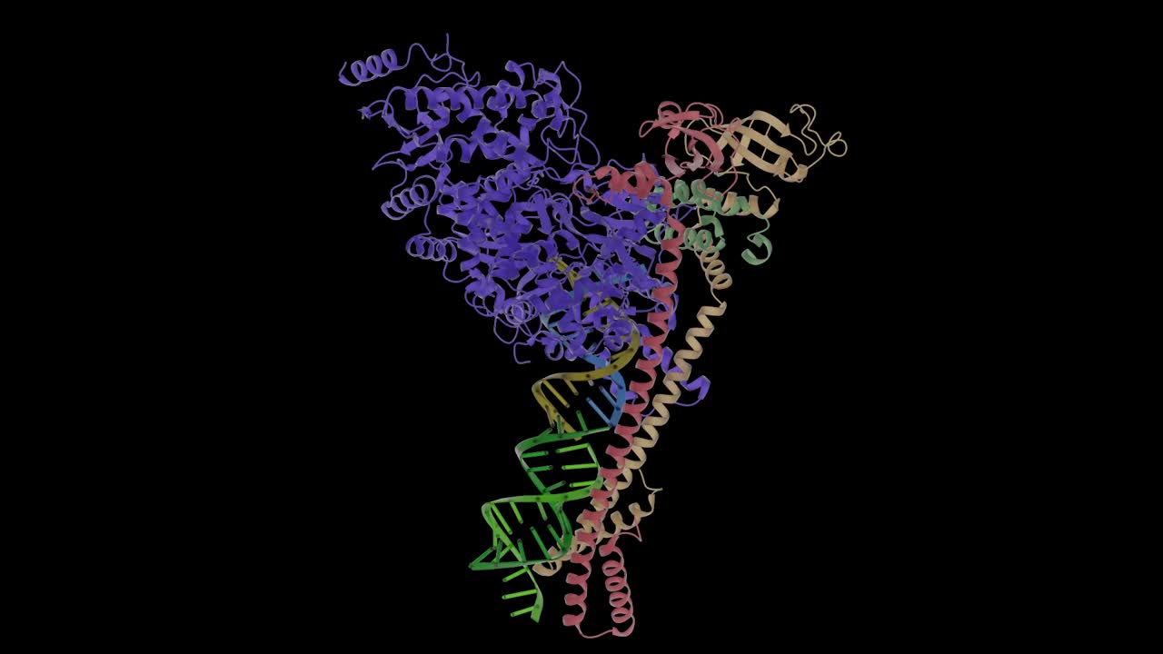 SARS CoV2聚合酶的复制结构图——冠状病毒RNA视频素材
