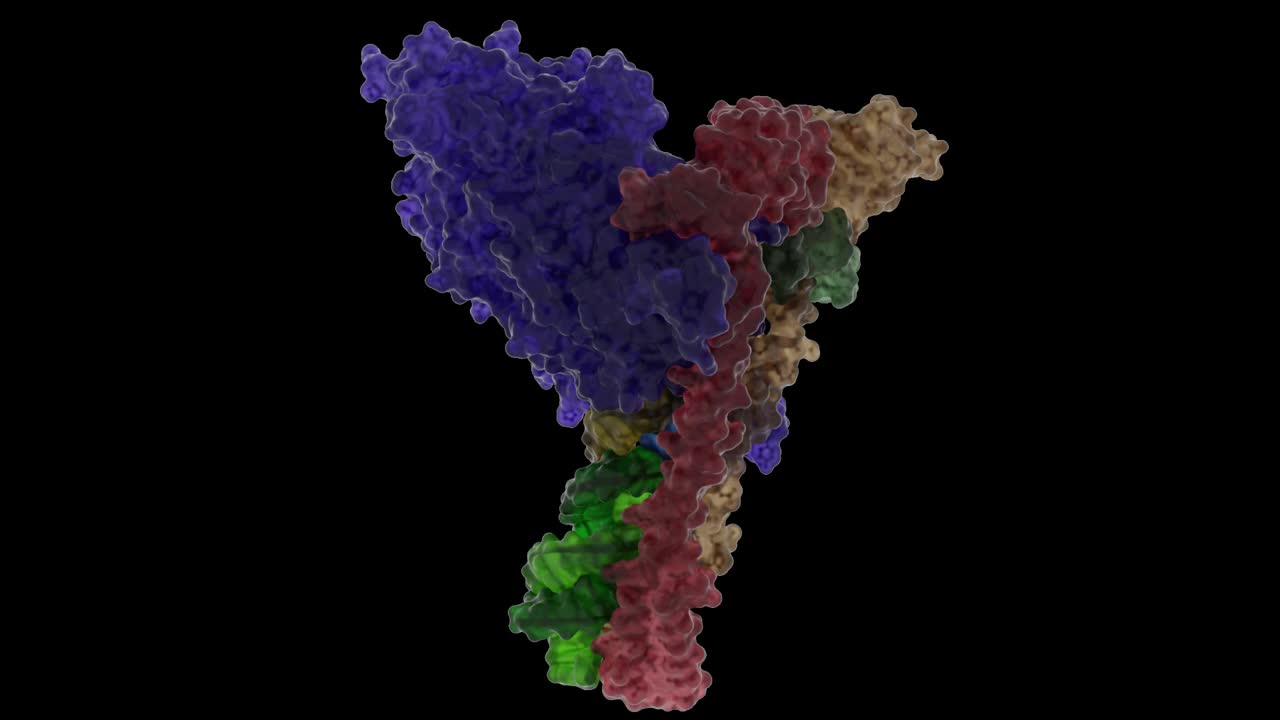 SARS CoV2聚合酶壳-冠状病毒RNA的复制结构视频素材