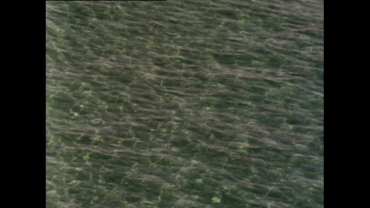 贝尼多姆海滩和度假村的ZO;1983视频下载