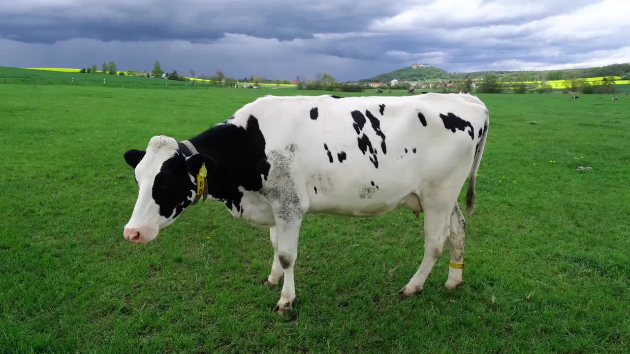 春天草地上的荷尔斯泰因奶牛视频下载