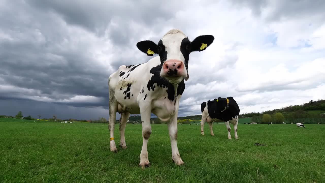 黑白相间的奶牛站在绿色的草地上视频下载