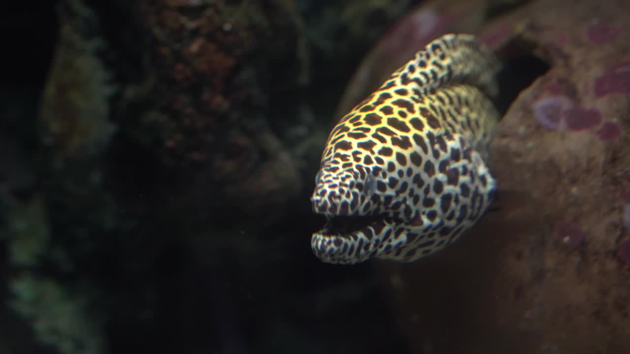 海鳗的头张着嘴从硬珊瑚洞里露出来视频下载