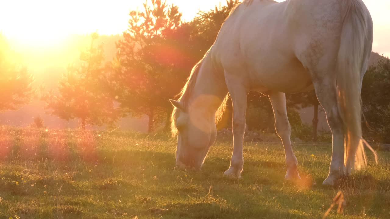 美丽的马在日落。蒙大拿马区是美国的心脏。视频素材