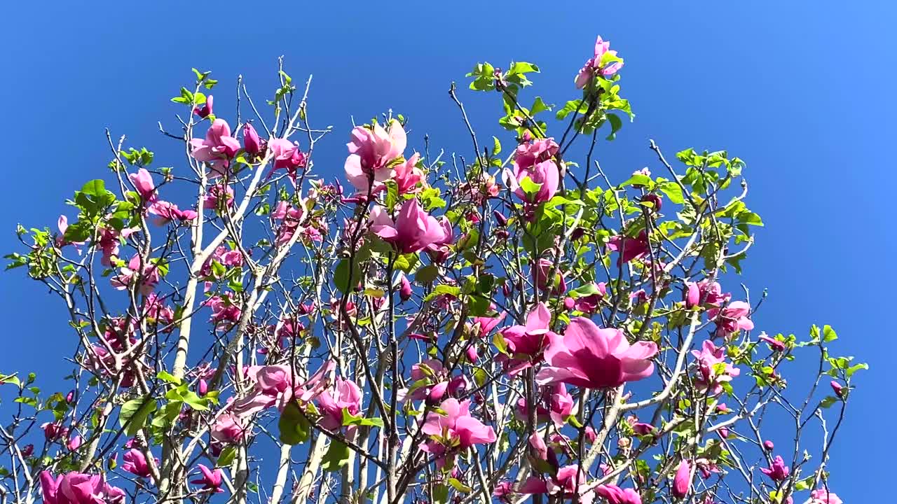 蓝色天空下盛开的粉红色木兰视频素材