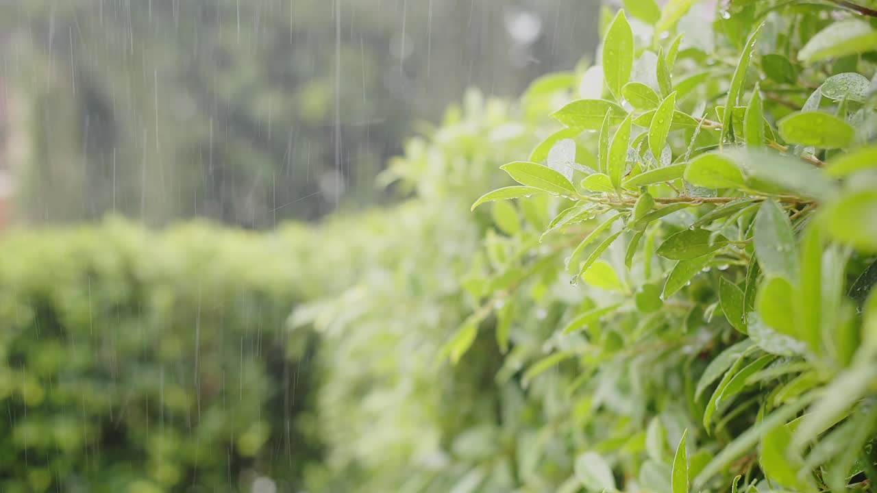 雨水雨水滴在绿叶植物上，热带森林的雨天，绿色自然生态理念视频素材