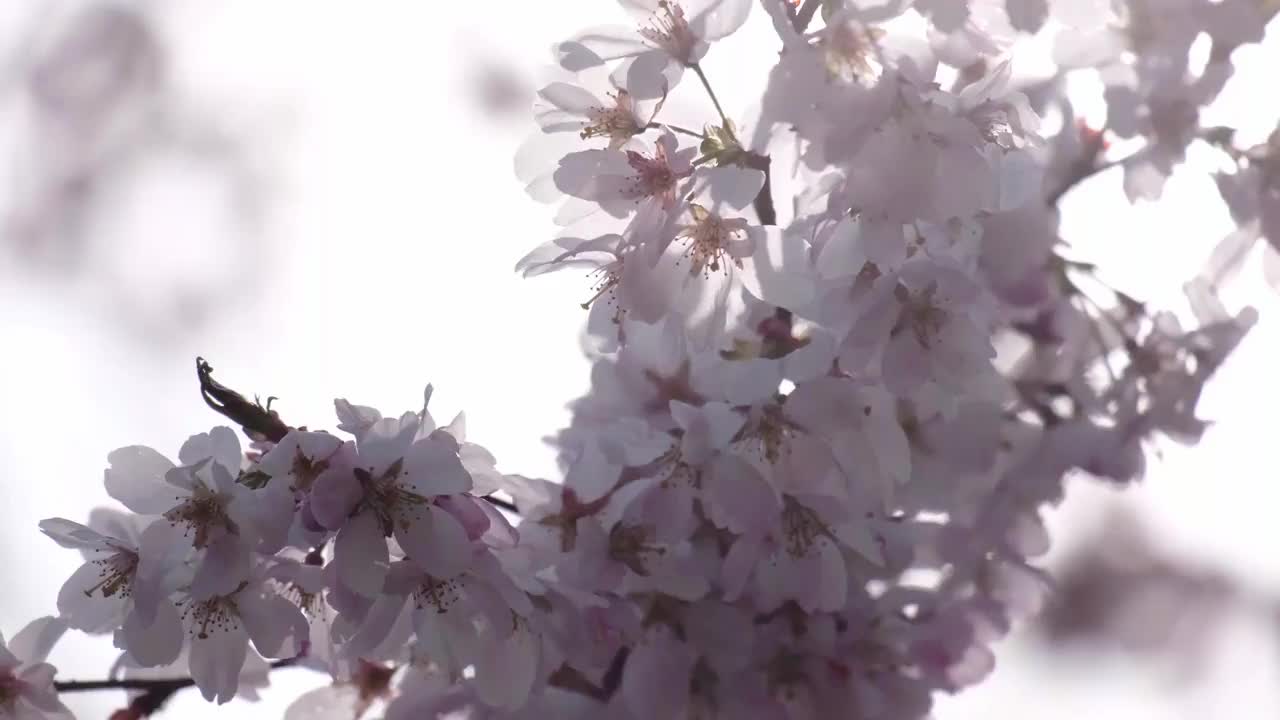 开着粉红色花朵的樱桃树枝视频素材