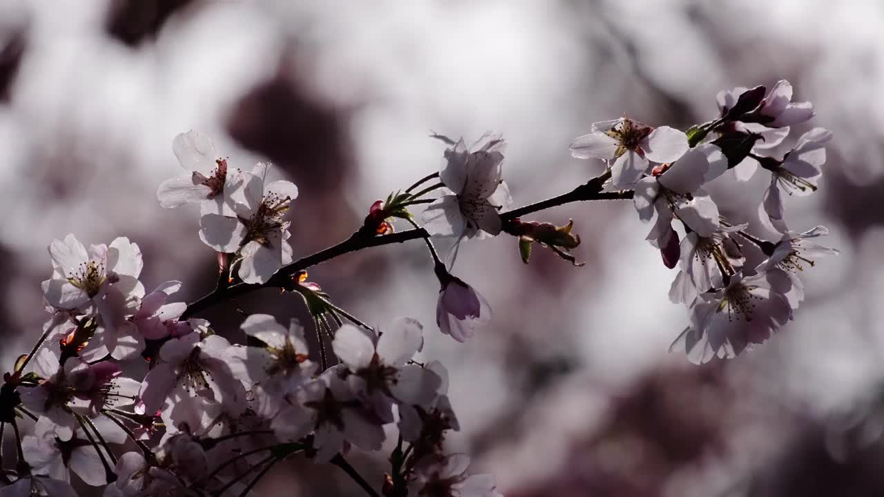 川津樱桃树枝上开着粉红色的花视频素材