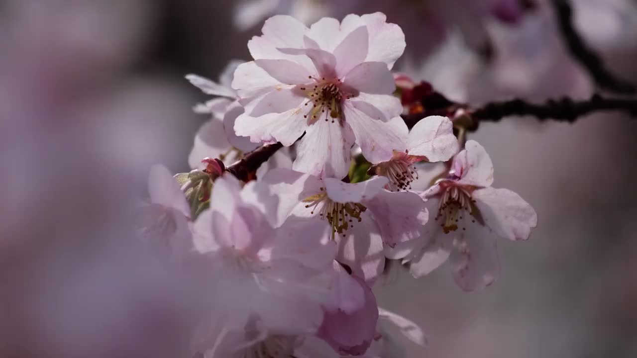 川津樱桃树枝上开着粉红色的花视频素材