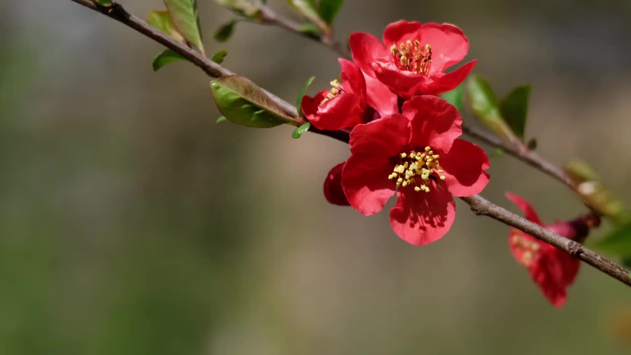 日本红榅桲树的花视频素材