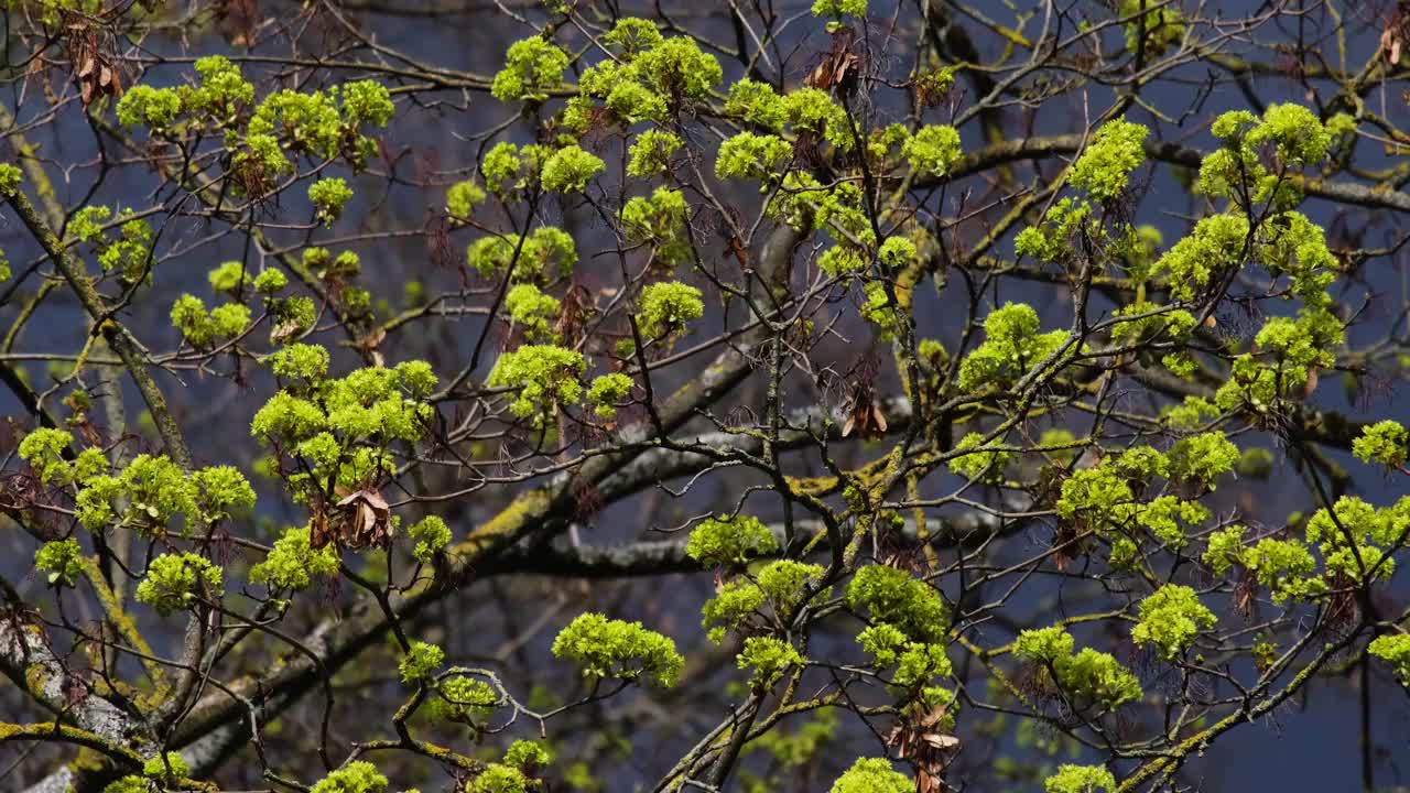 翠绿的挪威枫视频素材