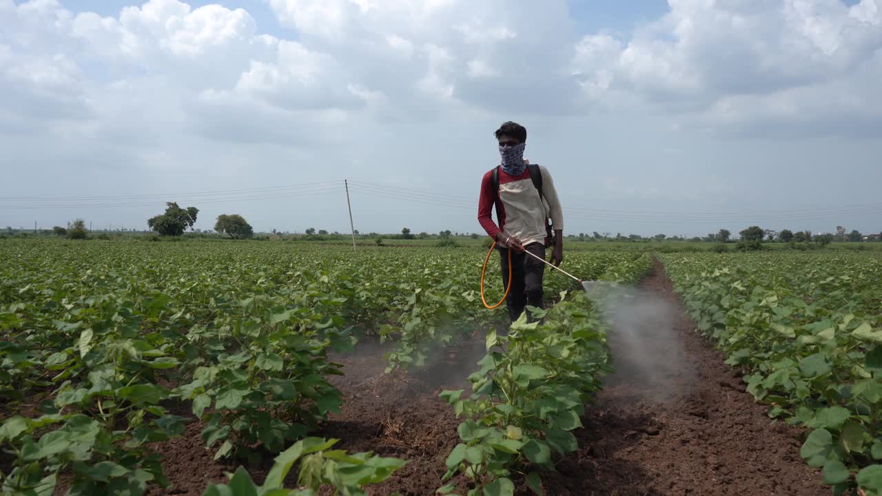 印度，农民在棉花地里喷洒杀虫剂。视频素材