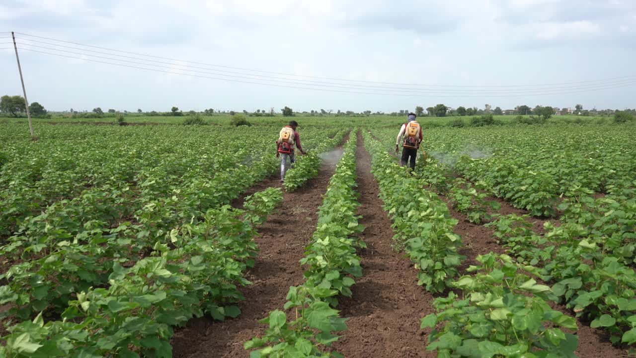 印度，农民在棉花地里喷洒杀虫剂。视频素材