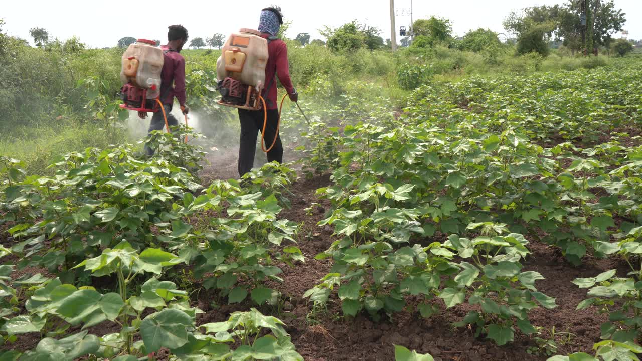 印度，农民在棉花地里喷洒杀虫剂。视频下载
