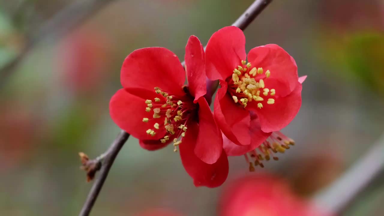 日本红榅桲树的花视频素材