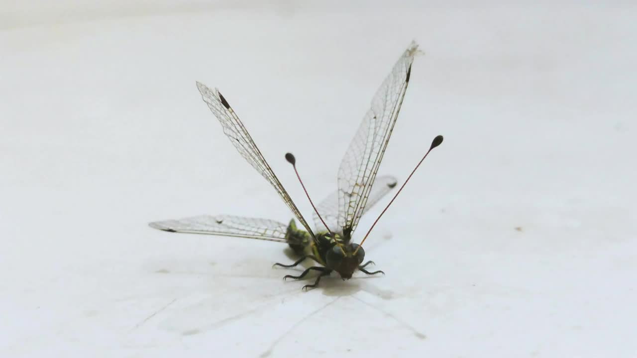 受伤的苍蝇一动不动地坐在白色的地板上——特写镜头视频下载