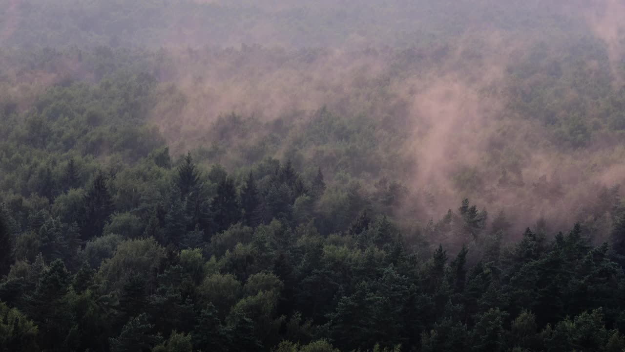 不祥的神秘雾笼罩森林，万圣节的背景。雨后，树木顶部的水分蒸发，时间流逝视频素材