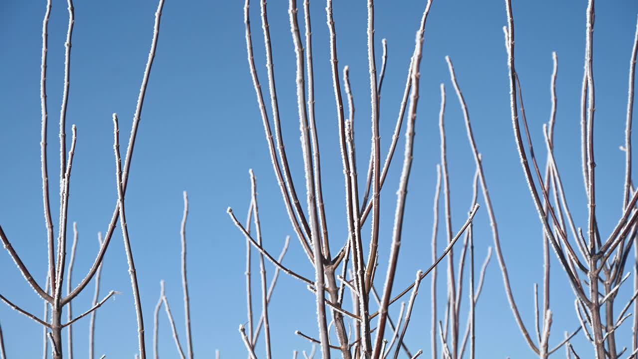 冬天结冰的树枝的特写镜头视频下载