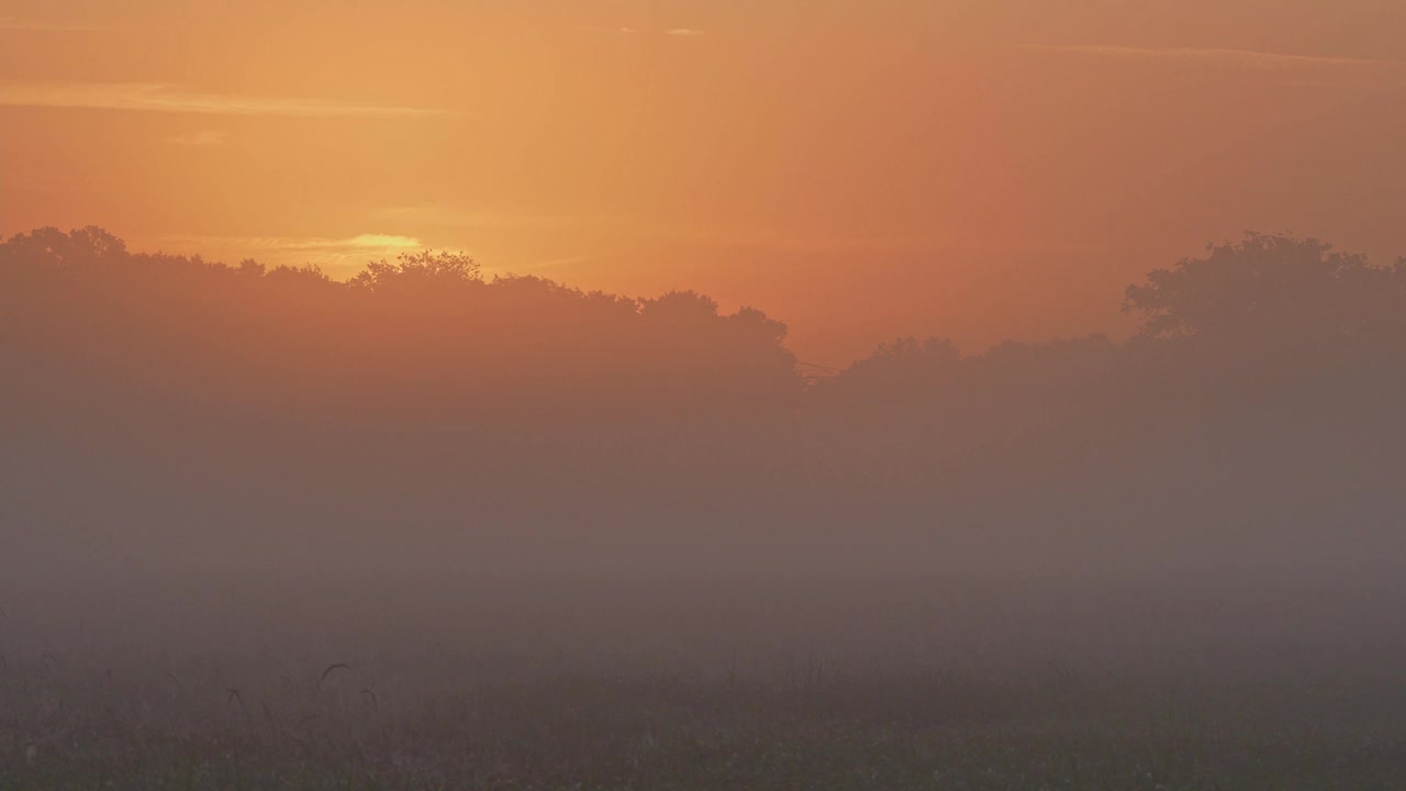 日出时有雾的草地景观视频下载