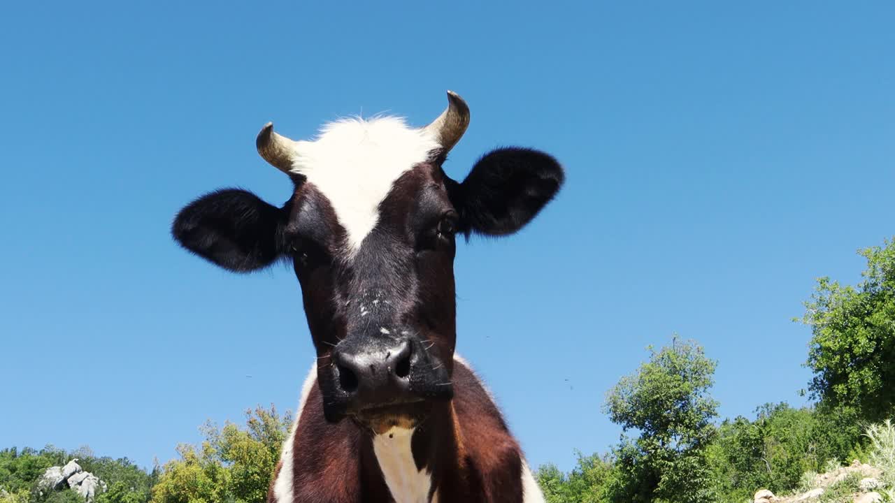 神奇的奶牛。奶牛,牛奶的概念视频素材