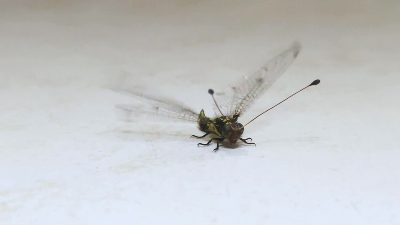 一只受伤的苍蝇拍打翅膀的特写镜头视频下载