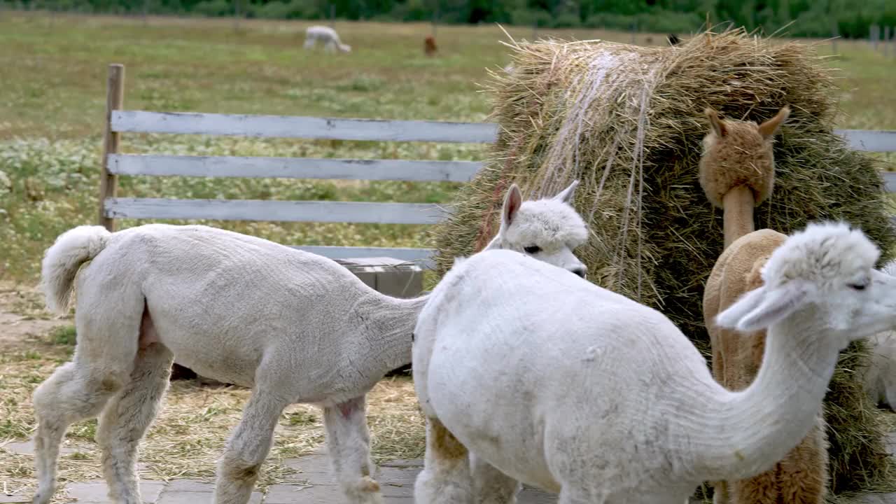 羊驼近距离观察草堆和咀嚼动作视频素材